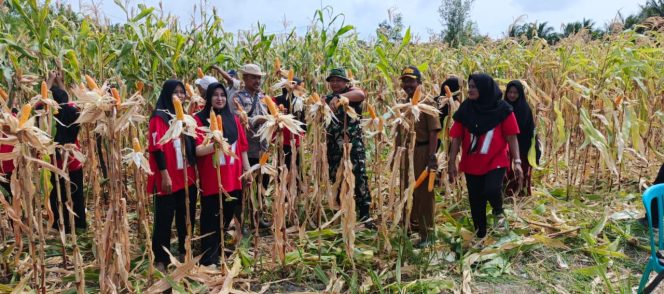 
					Panen Jagung Sungai Teritip, Langkah Nyata Dukung Asta Cita Presiden