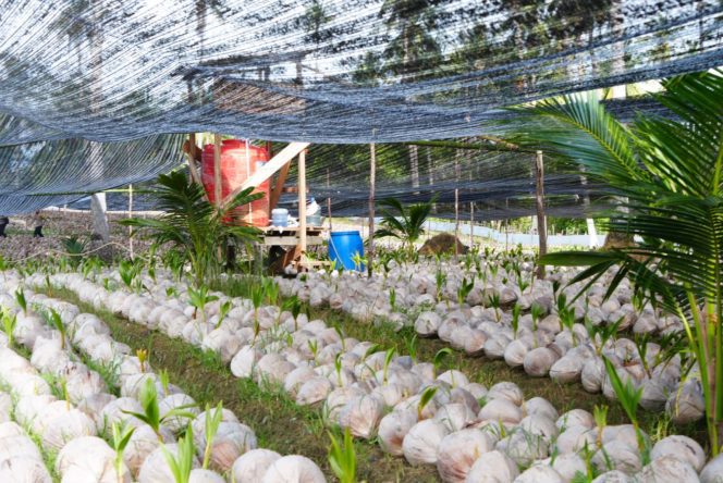 
					Bibit kelapa varietas unggul Natuna di Air Buluh, Desa Cemaga Tengah, Kecamatan Bunguran Selatan. (Sumber: DISKOMINFO NATUNA)